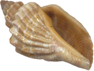 Use These Seashell Vector Clipart PNG images