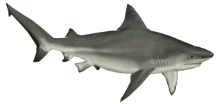 Shark Logo png download - 1024*576 - Free Transparent United