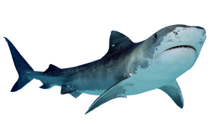Download Shark Free Images Png PNG images