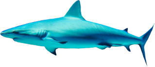 Png Shark Transparent Background Hd PNG images