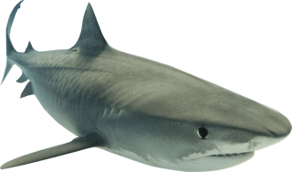 Animal Shark PNG Clipart PNG images