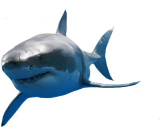 Shark PNG, Shark Transparent Background - FreeIconsPNG