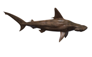 Hammerhead Shark Png PNG images