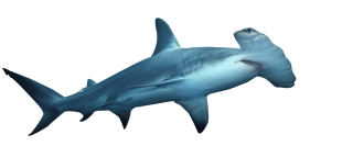 Hammerhead Shark Png PNG images