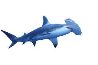 Hammerhead Shark Png PNG images