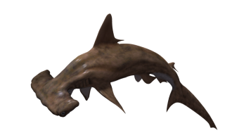 Hammerhead Shark Png Pic PNG images