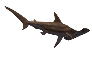 Hammerhead Shark Transparent PNG images