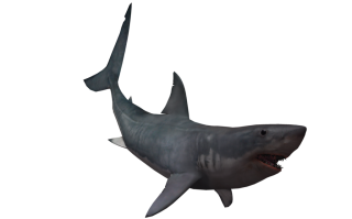 Real Shark Png PNG images