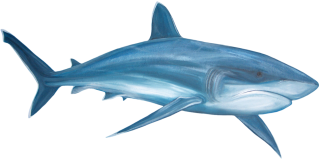 Real Shark Png PNG images