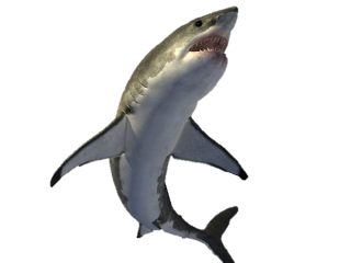 Shark Cretaceous Png PNG images