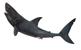 Shark Png PNG images