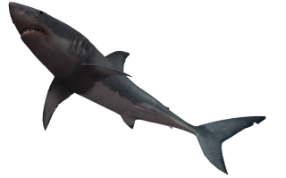 Shark Png Clipart PNG images