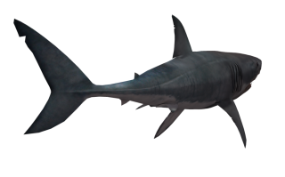 Shark Png Image PNG images