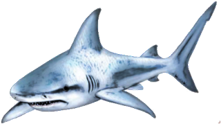 Shark Png Photos PNG images