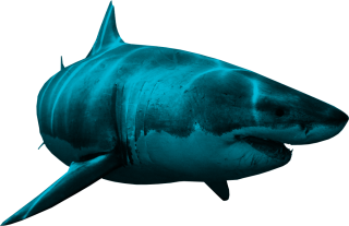 Shark PNG Transparent PNG images