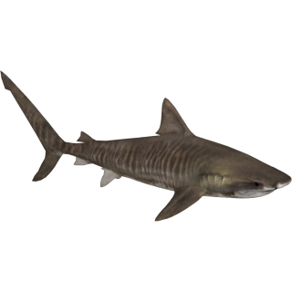 Tiger Shark Png PNG images