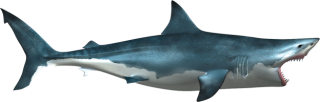 White Shark Png PNG images