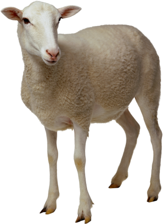 Png Sheep Vector PNG images