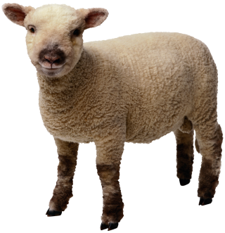 High-quality Sheep Cliparts For Free! PNG images