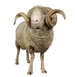 Png Background Sheep Transparent PNG images