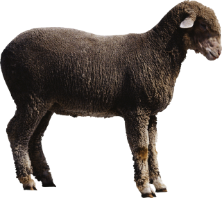 Best Clipart Sheep Png PNG images