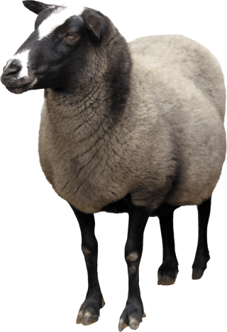 Sheep Png Download Vector Free PNG images