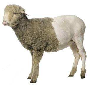 Free Download Of Sheep Icon Clipart PNG images