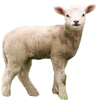 High Resolution Sheep Png Clipart PNG images