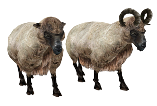 Sheep Png Available In Different Size PNG images