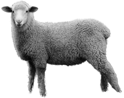 HD PNG Sheep PNG images