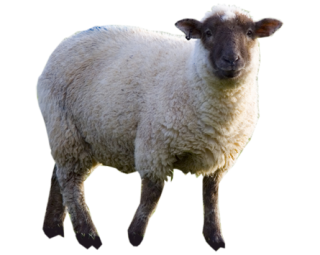 High-quality Sheep Cliparts For Free! PNG images