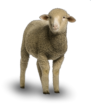 Sheep Png Available In Different Size PNG images