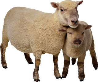 Pictures Clipart Sheep Free PNG images