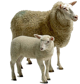 Sheep Clip Art PNG images