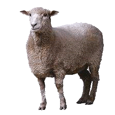 PNG Sheep Image Transparent PNG images