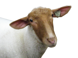 Browse And Download Sheep Png Pictures PNG images