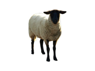 Sheep Transparent PNG PNG images