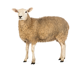 High Resolution Sheep Png Clipart PNG images