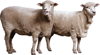 Clip Sheep Art PNG images