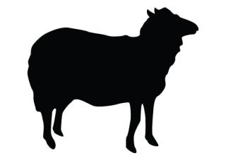 Png Format Images Of Sheep PNG images