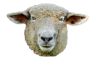 Use These Sheep Vector Clipart PNG images