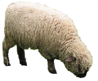 HD PNG Sheep PNG images