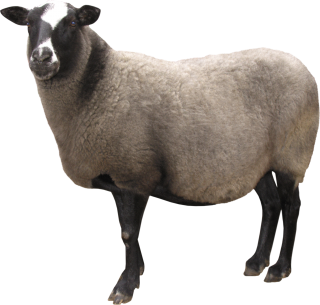 Sheep PNG Pic PNG images