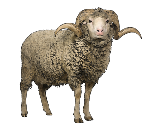 Sheep Art Clip PNG images