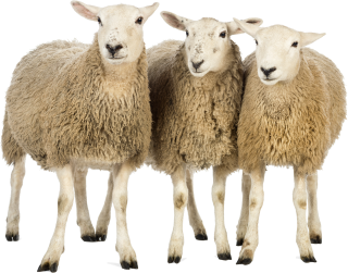 Sheep Free PNG Download PNG images