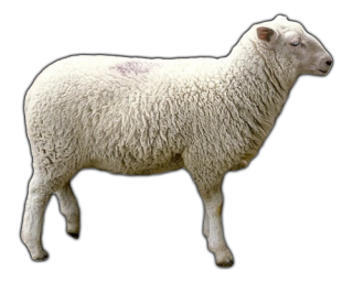 Download Free High-quality Sheep Png Transparent Images PNG images