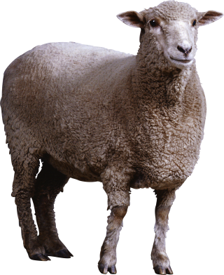 Sheep Collections Png Image Best PNG images