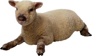 Images Best Free Clipart Sheep PNG images