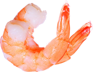 Benefits Of Shrimp Animal Png PNG images