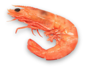 Images Free Shrimps Download PNG images